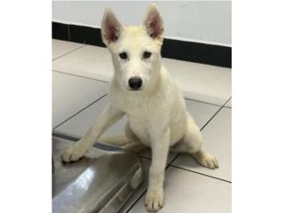 Siberian Husky  Puerto Rico