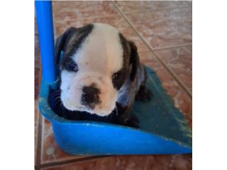 English Bulldog Puerto Rico