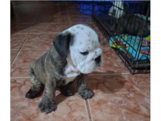 English Bulldog Puerto Rico