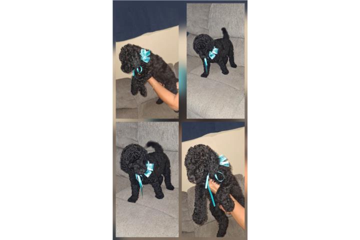 Bello perrito stander poddle  Puerto Rico