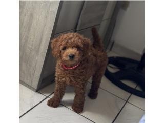 Poodle red  Puerto Rico