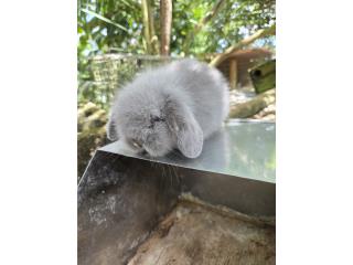 Conejitos miniloops,lionhead doble factor Puerto Rico