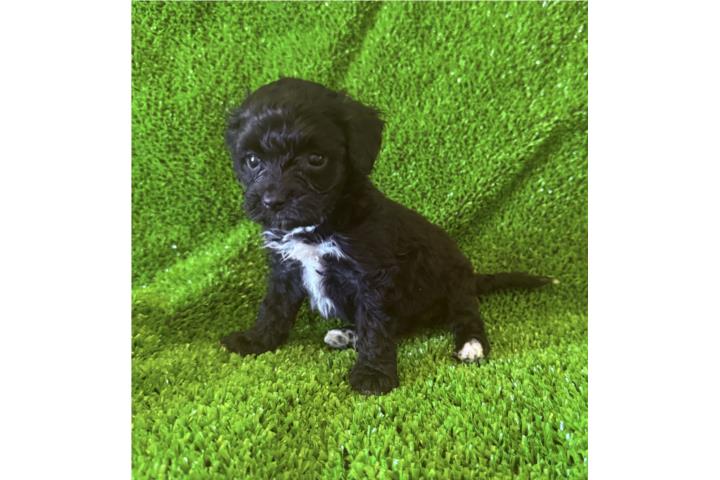 Sumamente peque~a bernedoodle papa poodle Puerto Rico