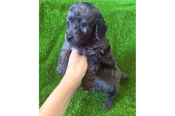 Aquí está la perrita merle que buscabas Puerto Rico