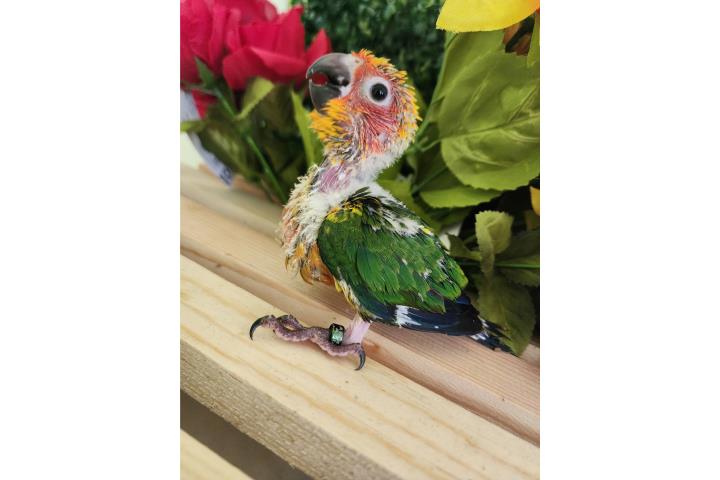 Sun Conure 100% Puros Puerto Rico