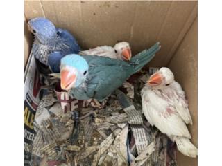 Ringneck $250 $500 Puerto Rico