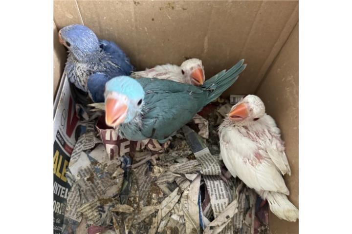 Ringneck $250 $500 Puerto Rico