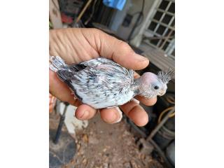 Bebe de cockatiel White face  Puerto Rico