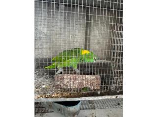 Yello Nape adulto macho Puerto Rico