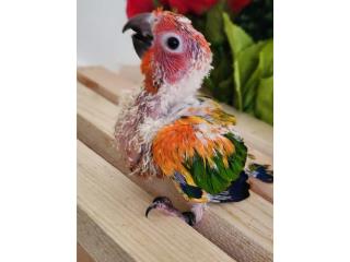Sun Conure Red Factor  Puerto Rico