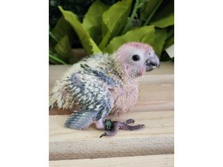 Sun Conure 100% Puros  Puerto Rico