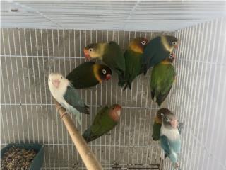 Lovebird  Puerto Rico