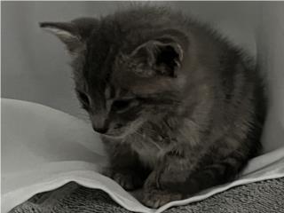 Hermoso gatito gris en adopción  Puerto Rico