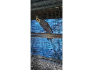 Cockatiel Macho Adulto Puerto Rico