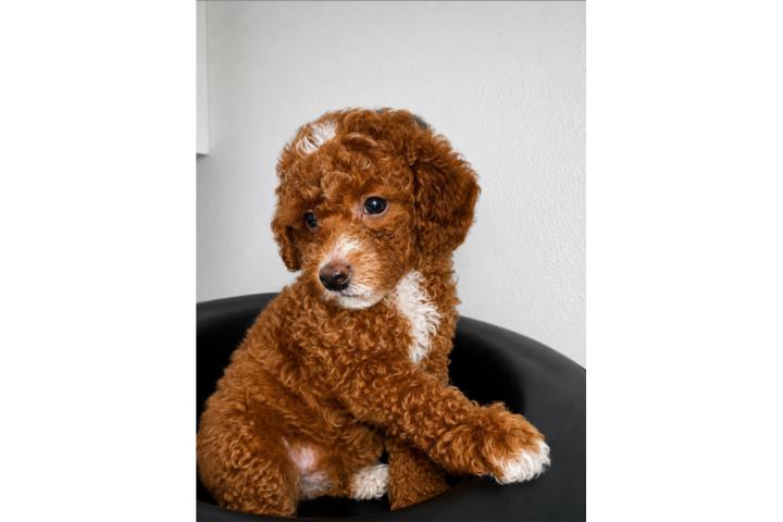 Toy Poodle Red Macho Puerto Rico