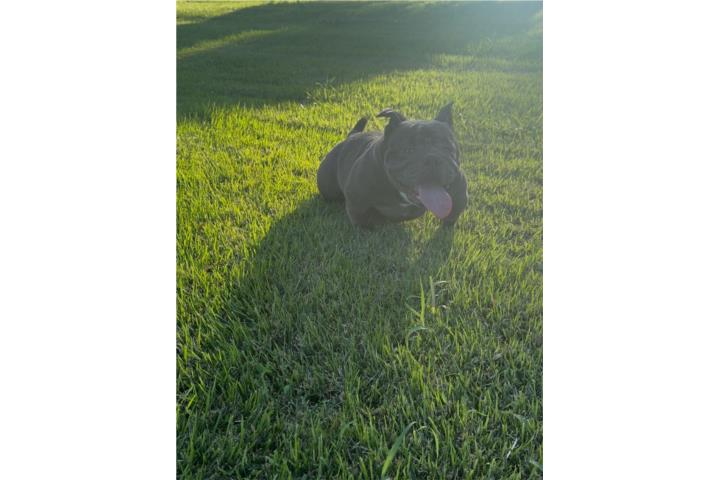 MICRO BULLY HEMBRA  Puerto Rico