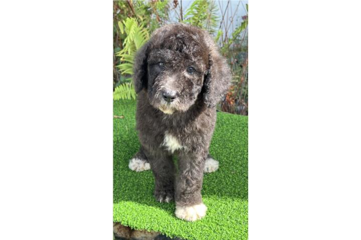 Poodle macho estándar Puerto Rico