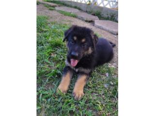 German shepherd  Puerto Rico