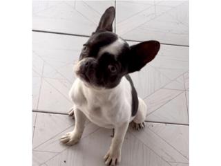 French Bulldog Hembra  Puerto Rico