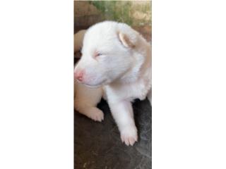 German Shepherd Blancos Suizos Puerto Rico