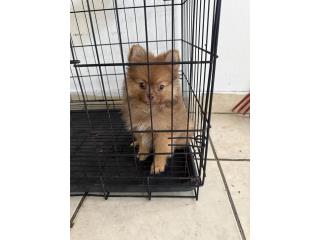 Precioso Pomerania macho  Puerto Rico