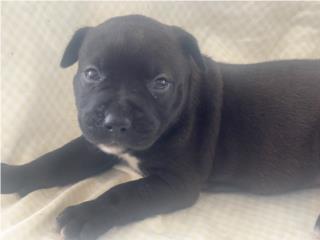 American Bully xl Puerto Rico