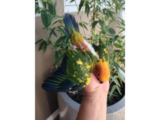Hermosas cotorritas Son Conure ?????? Puerto Rico