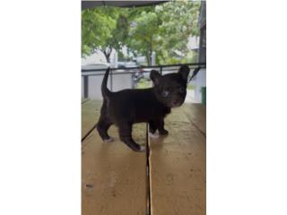 Chihuahua Toy Puerto Rico