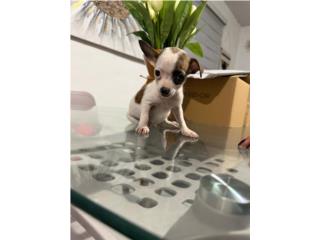 Chihuahua Apple head nena  Puerto Rico