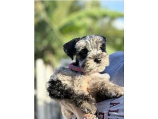 Schnauzer merle Puerto Rico