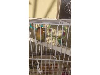 Pareja de love bird y periquita Puerto Rico