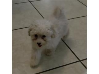 Toy poodle macho Puerto Rico