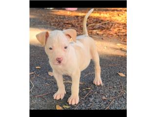 Pitbull  Puerto Rico
