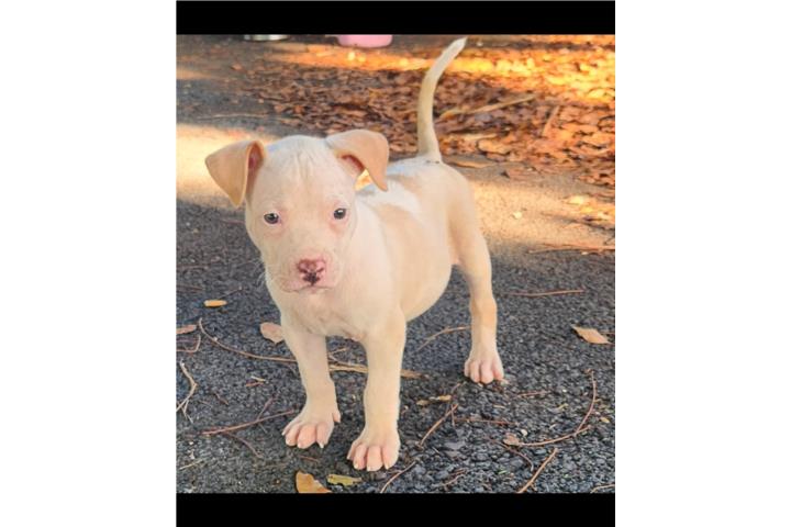 Pitbull  Puerto Rico