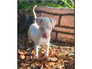 Pitbull  Puerto Rico