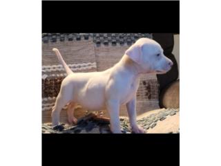 Pitbull  Puerto Rico