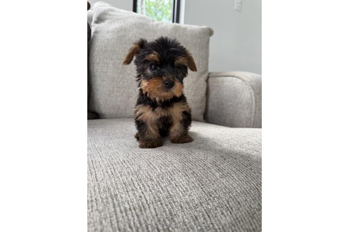 Yorkie toy! Hembra Puerto Rico