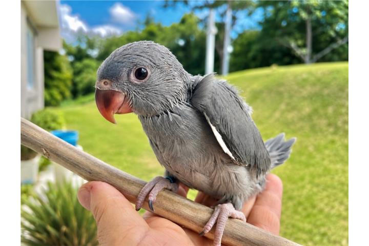 Ringneck Hembra - DNA Puerto Rico