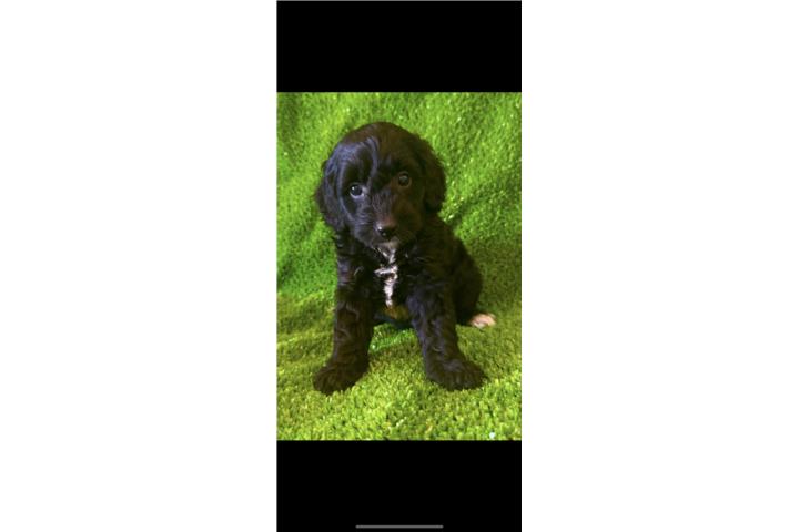 Mini bernedoodle hembra papa toy poodle Puerto Rico