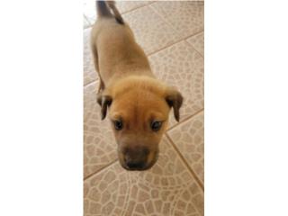 Perrito macho  Puerto Rico