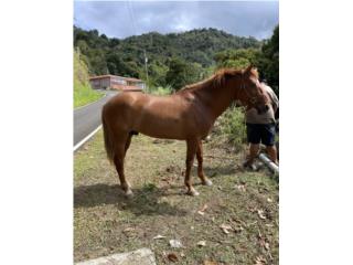 Caballo Puerto Rico