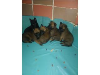 Belga malinois Puerto Rico