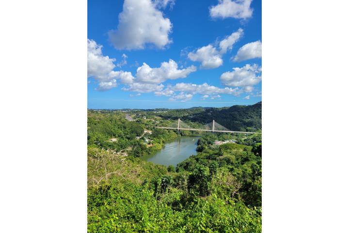 La super ponedoras White leghor  Puerto Rico
