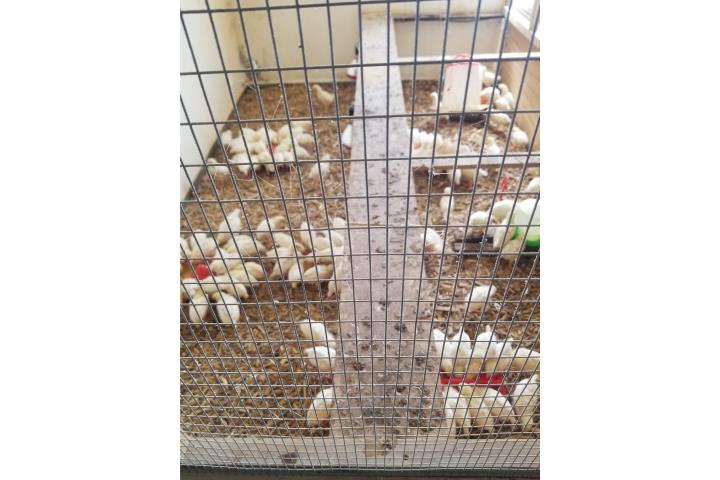 La super ponedoras white leghor  43 dias Puerto Rico