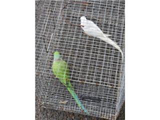Pareja de Ringneck Adulta  Puerto Rico