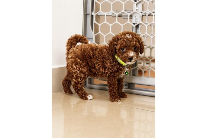 Poodle Toys Adorable solo $1,700 Puerto Rico