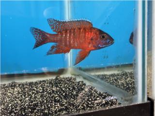Ruby Red