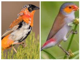 Parejas de finches Orenchi y Orange Wiber   Puerto Rico
