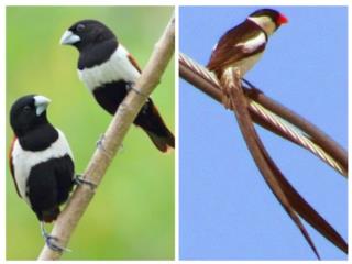 Pareja de finches Monjas y finche Rabilargo  Puerto Rico
