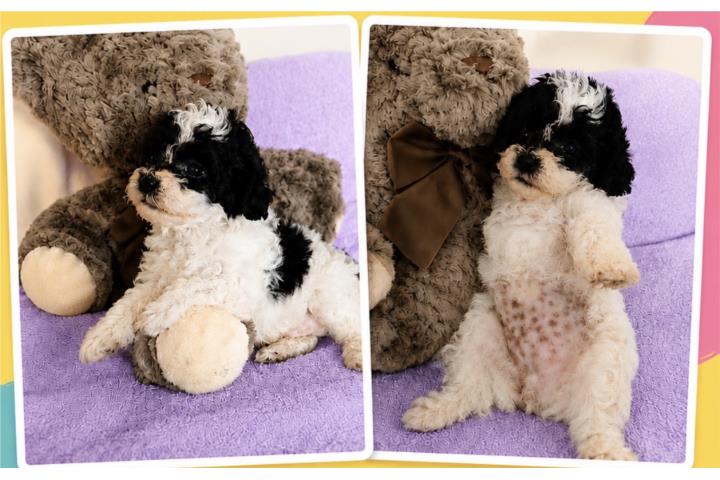 Toy poodle  Puerto Rico